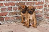 RODESIAN RIDGEBACK 183